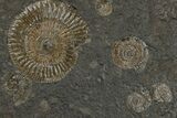 Dactylioceras Ammonite Cluster - Posidonia Shale, Germany #174251-1
